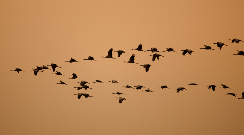 Demoiselle Cranes at Khichan.