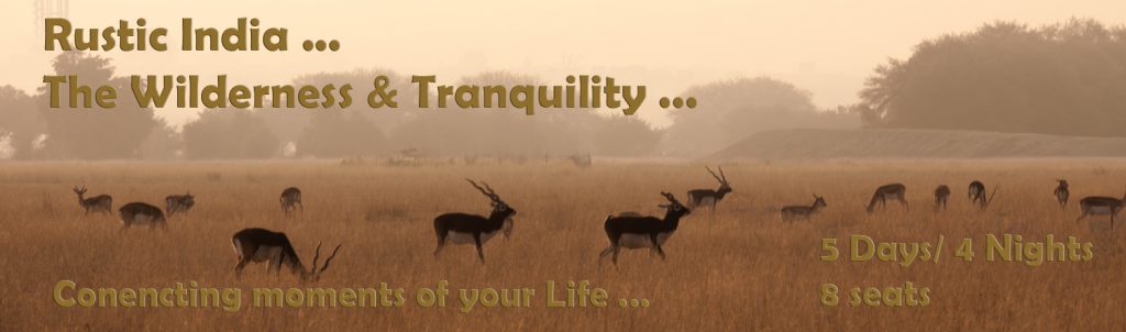 <img src="taal chhapar black buck wildlife sanctuary.jpeg" alt="best photo tour experience wildlife culture, festivals and folk art luxury nomadic unique experience of offbeat outdoor overlanding camp for best photography rural rajasthan">  