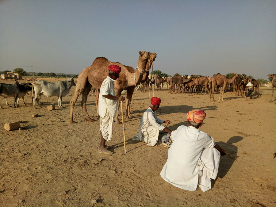 <img src="large camel herd at khaba.jpeg" alt="offbeat unique experience with rural folks and their camels by taurus overlanding campervan camp caravan in rural setting at khaba jaisalmer rajasthan">    
