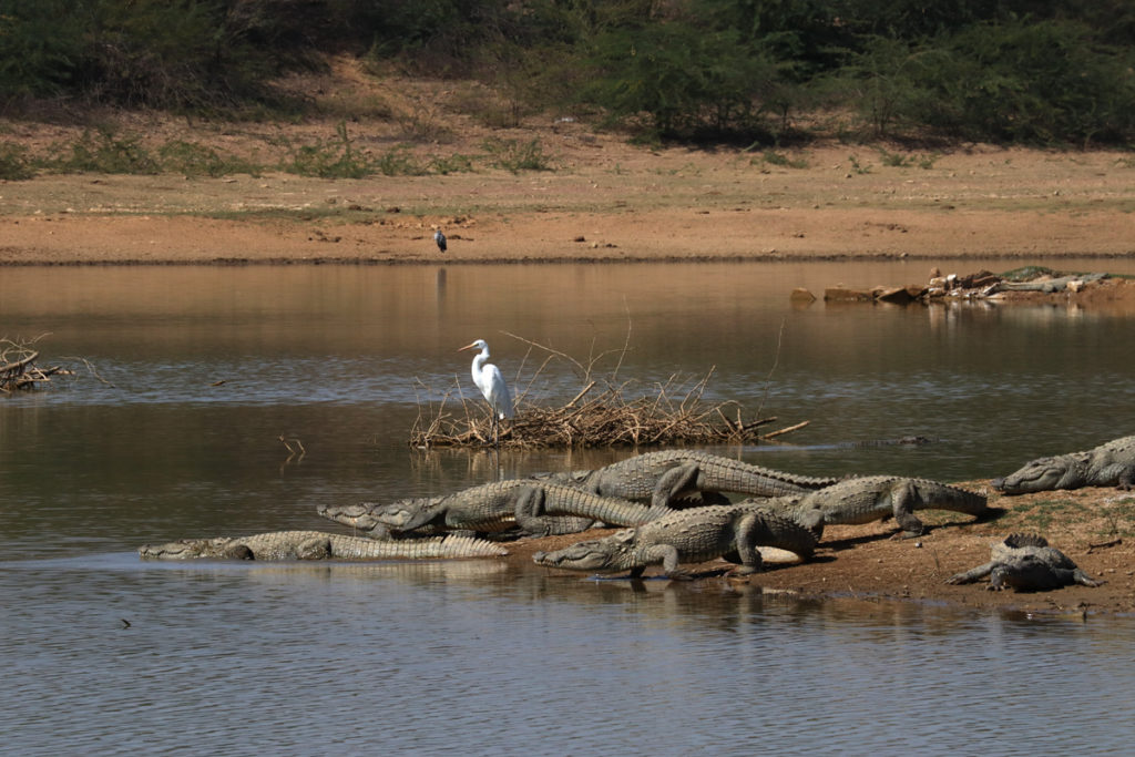 <img src="caravan camp to see wild crocodiles crocs jungle camping.jpeg" alt="offbeat location overlanding lakeside  campervan, riverside lakeside caravan for photographers, family, all women groups, single girls, to relax, rejuvenate with nature, secluded quiet peaceful camp location, best veg food bhuj kutch gujarat">  