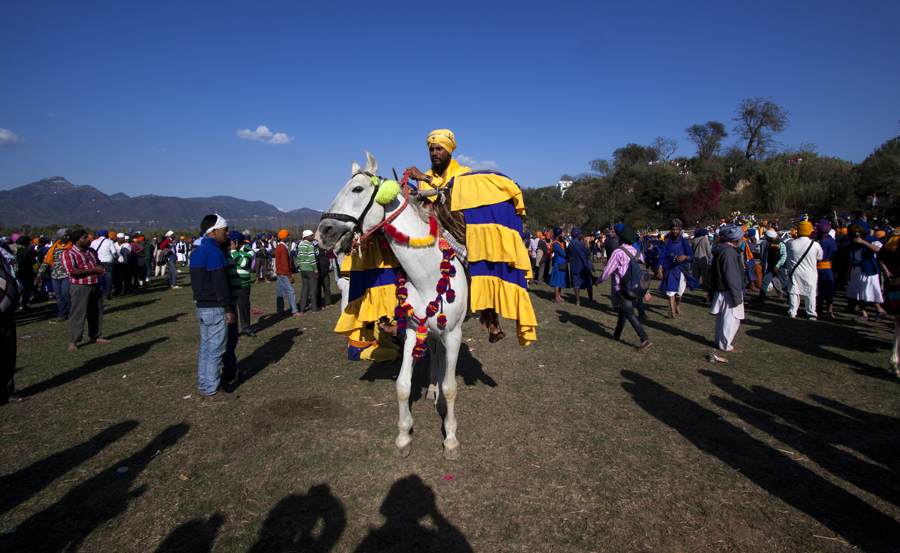 nihang sikh on a horse as drummer in hola mohalla in punjab. 